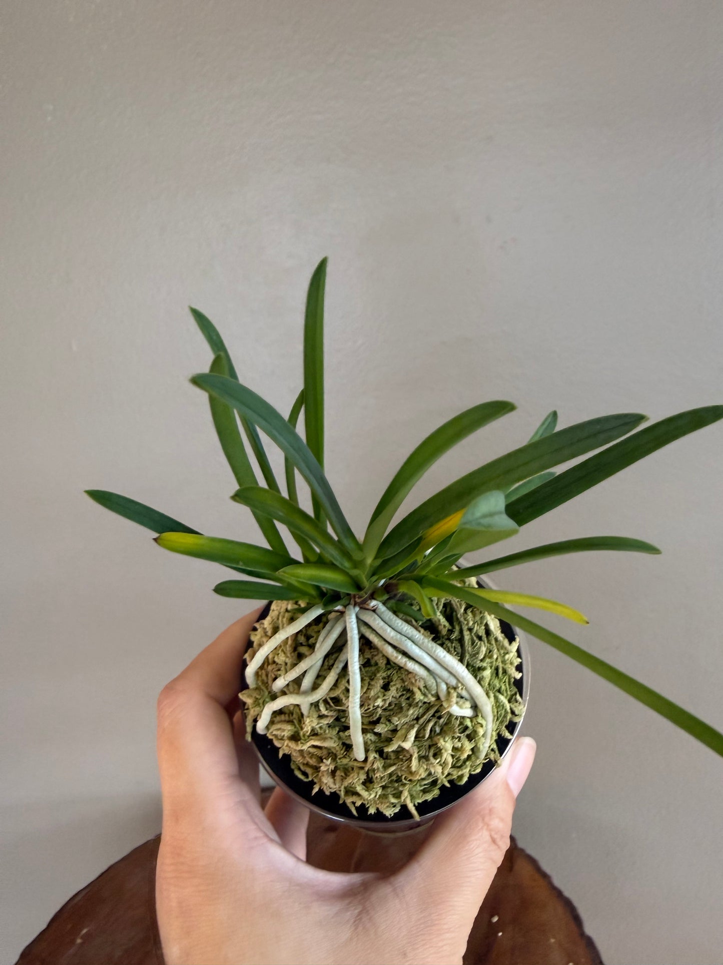 Neofinetia falcata Yamahoko 山鉾