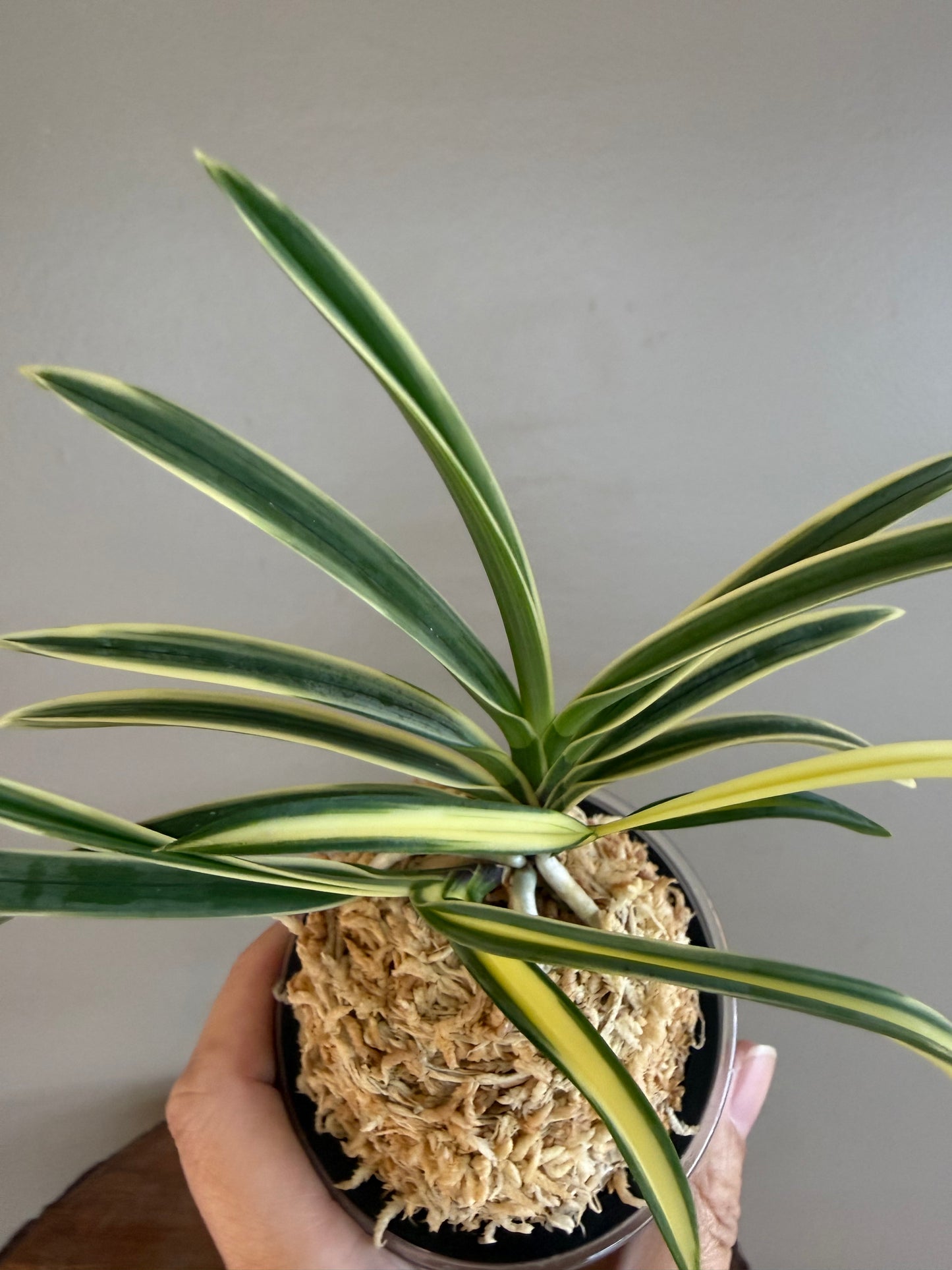 Neofinetia falcata Hongyeon 紅宴