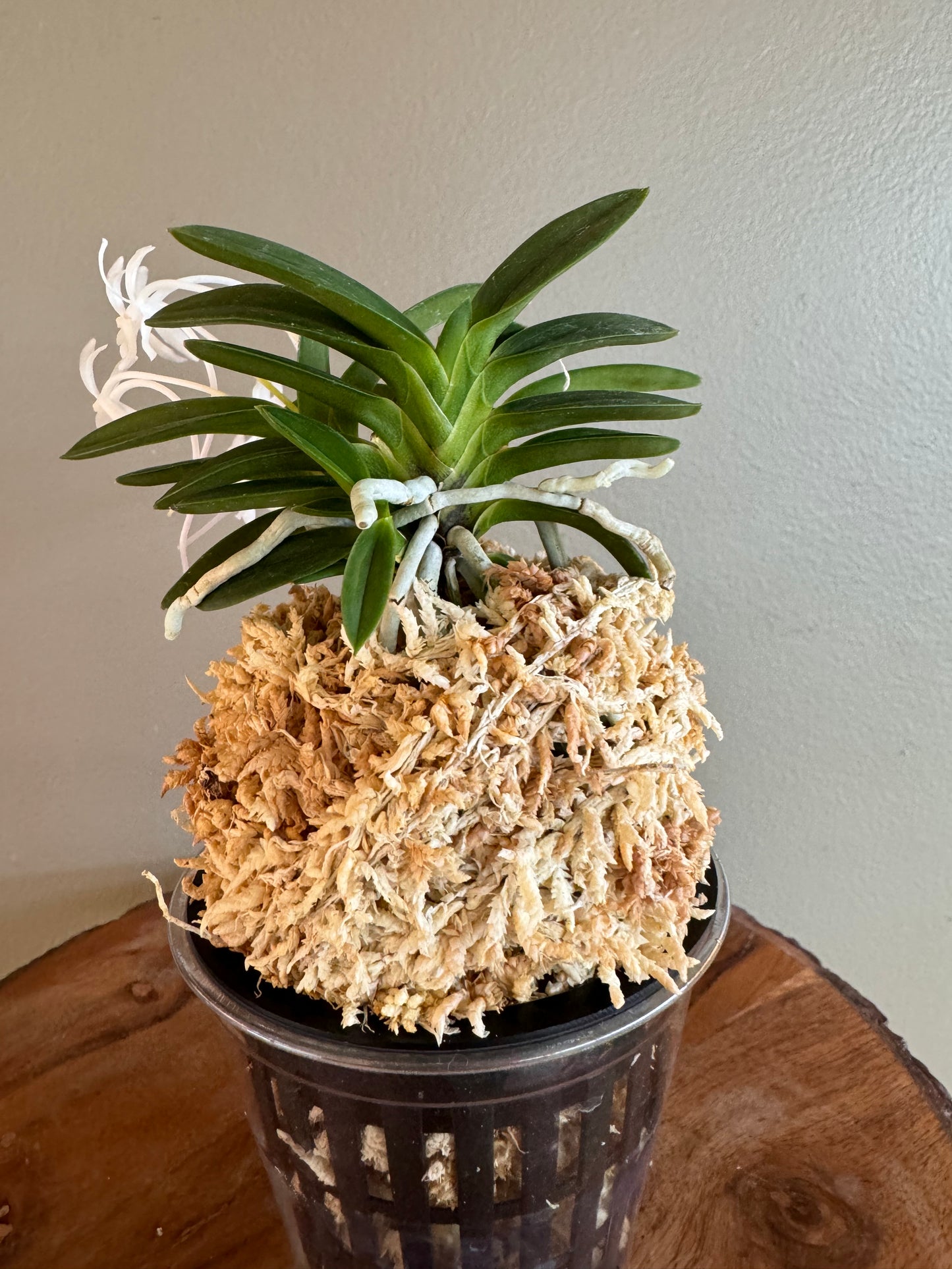 Neofinetia falcata Tsushima Ryokuho 對馬綠寶