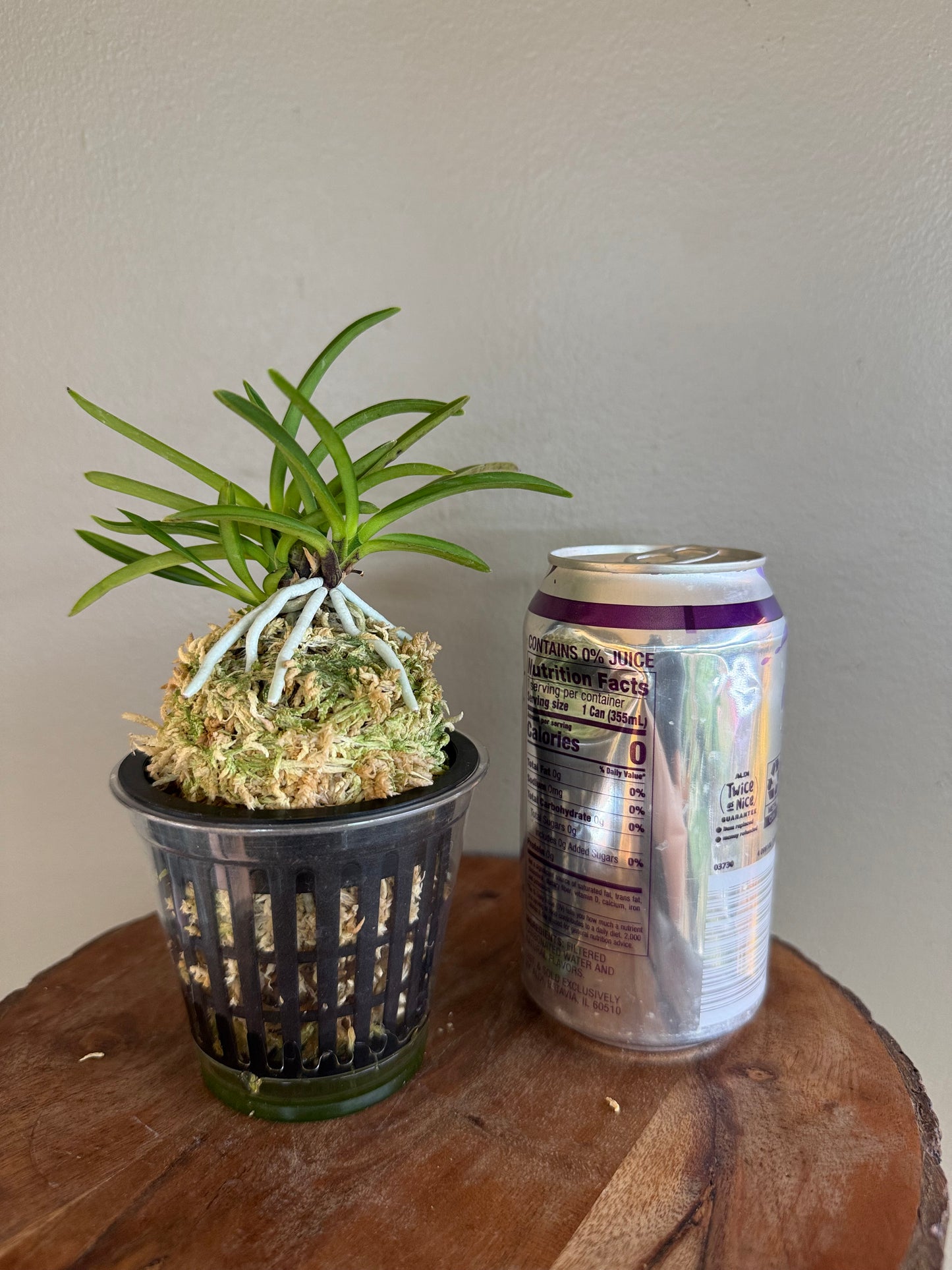 Neofinetia falcata Shineyukou 神龍紅