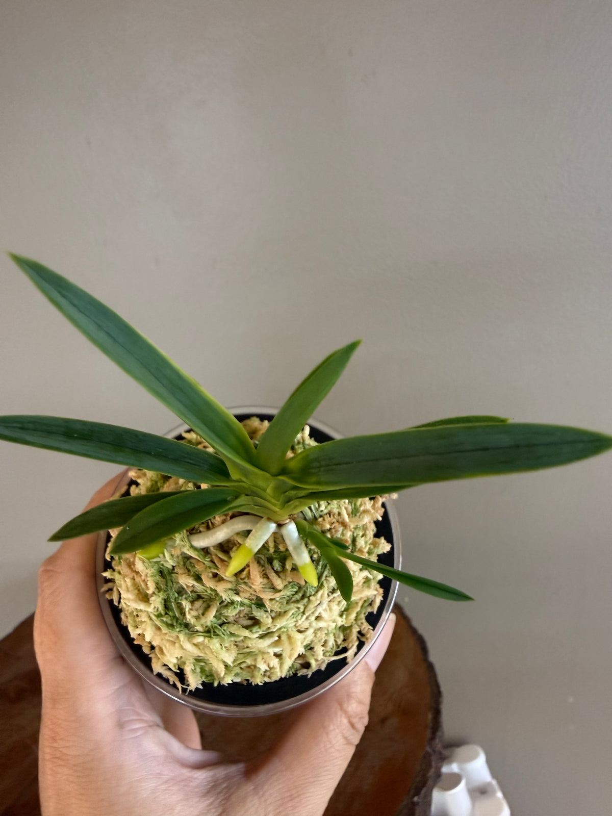 Neofinetia falcata Ushiwakamaru 牛若丸