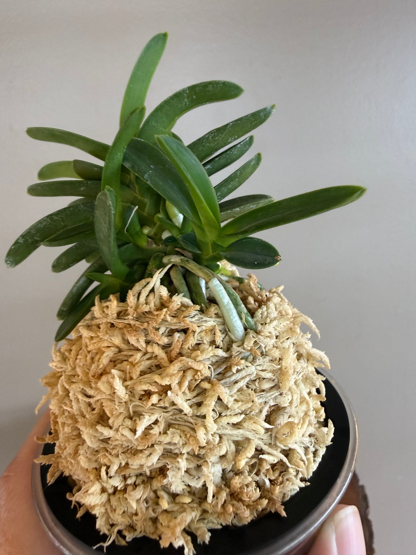Neofinetia falcata Kabutomaru兜丸