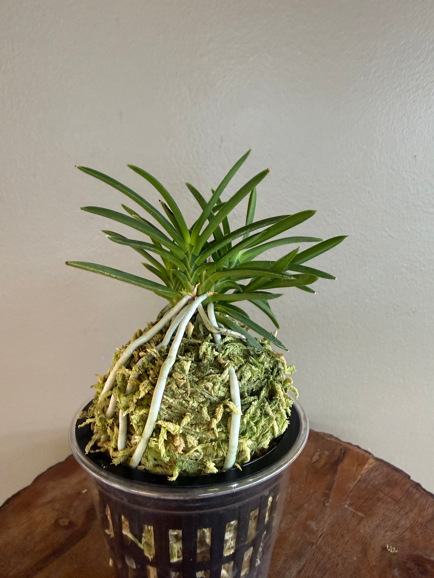 Neofinetia falcata Aojiku Yoroidoshi 青軸鎧通