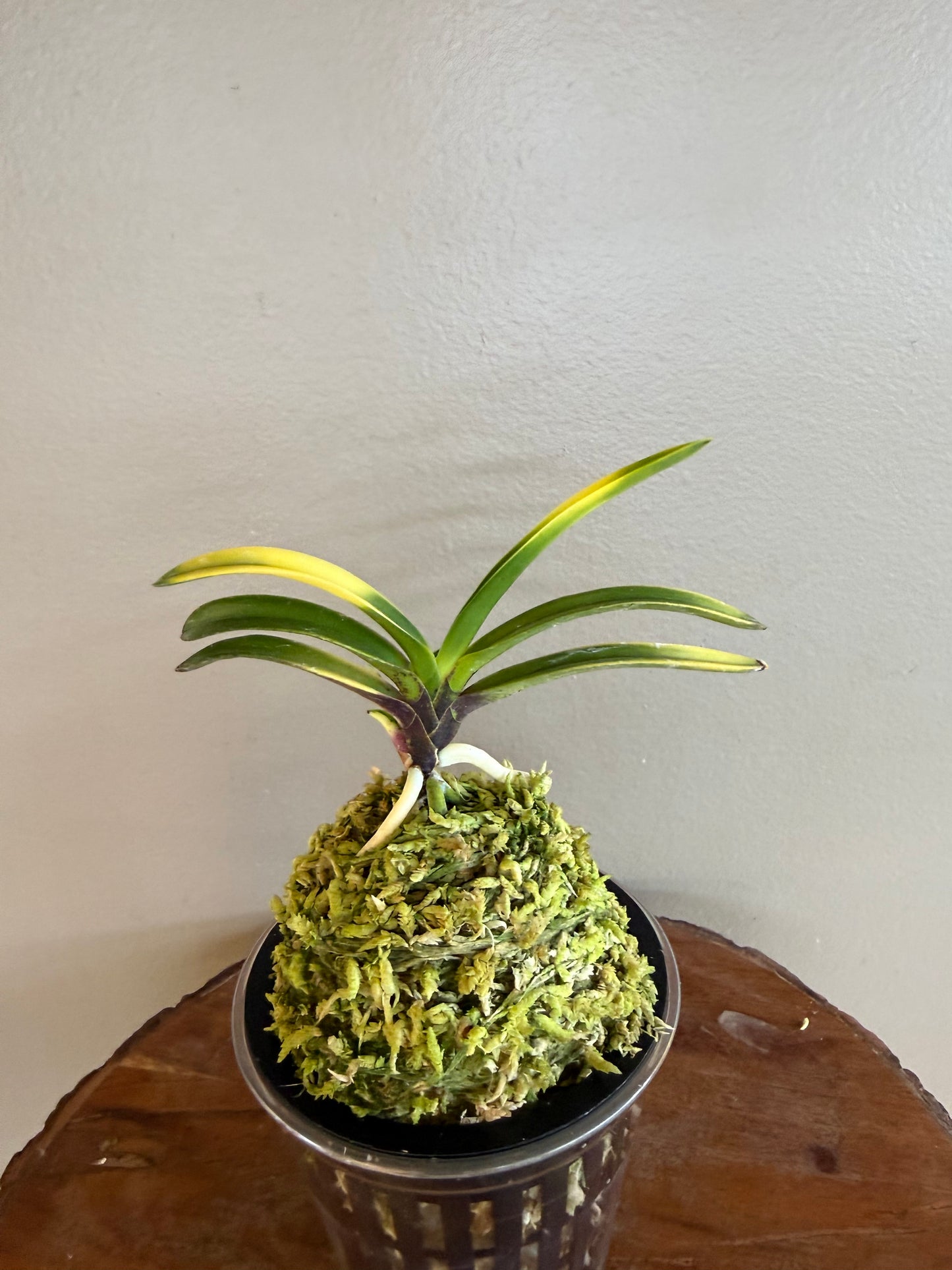 Neofinetia falcata Nishikiori 錦織