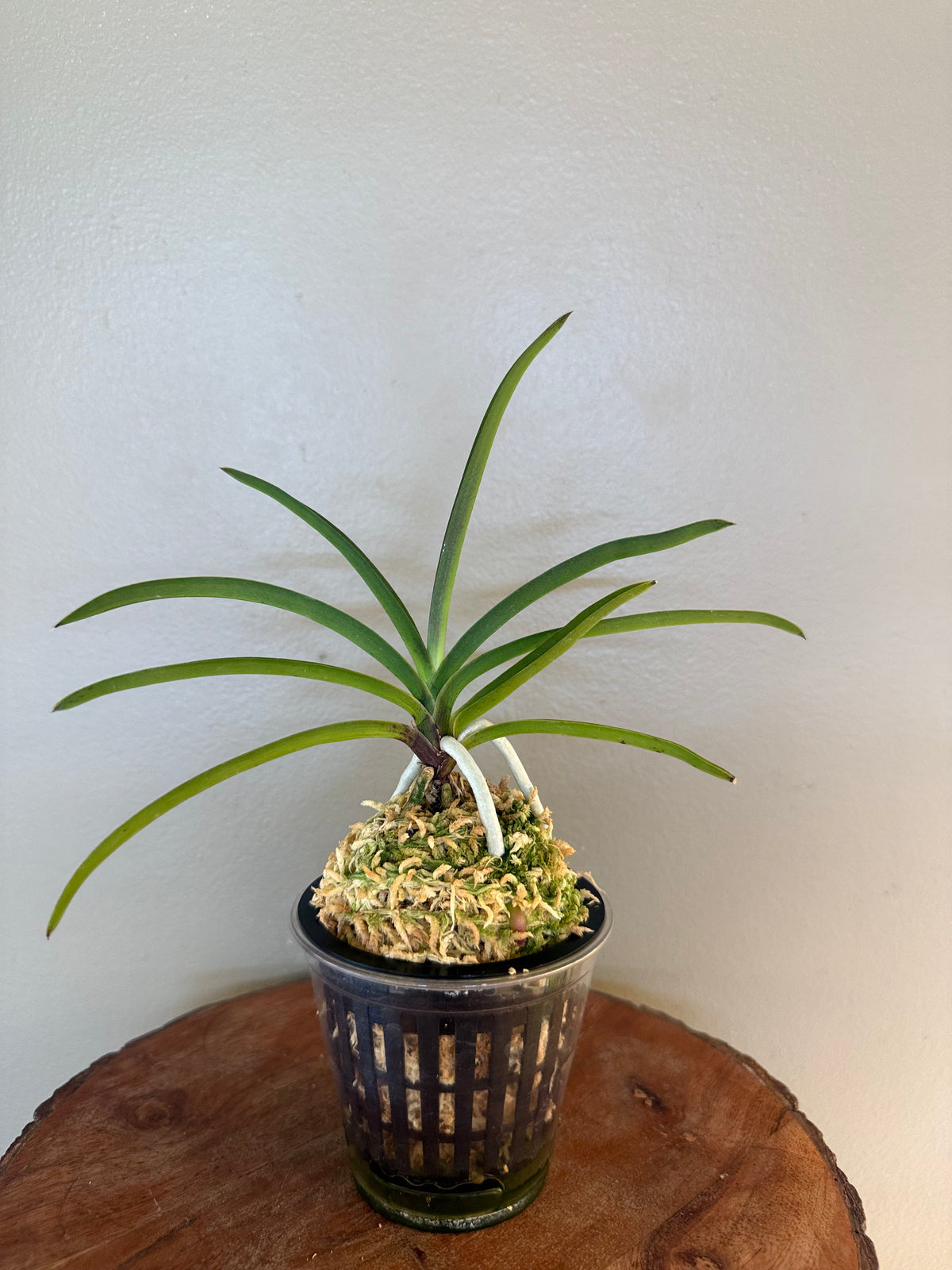Neofinetia falcata Jahongseon (3spur)紫紅仙