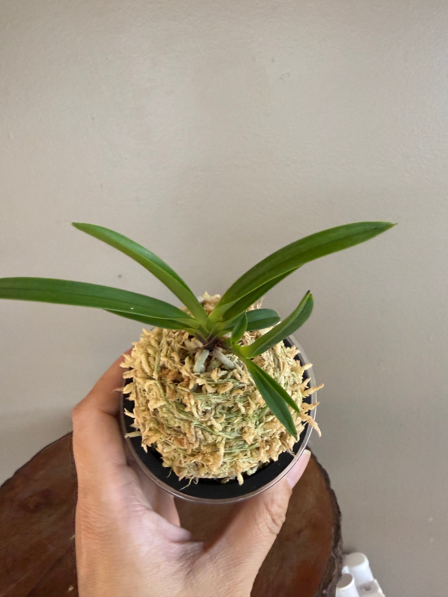 Neofinetia falcata Hong-ya (Honggang*Oushukuume) 紅也 (Copy)