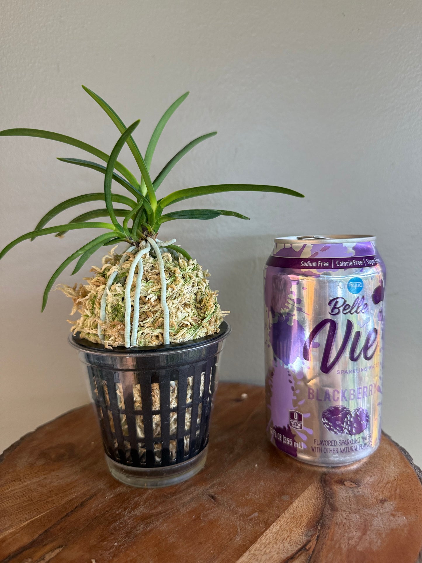 Neofinetia falcata Benibotaru 紅蛍