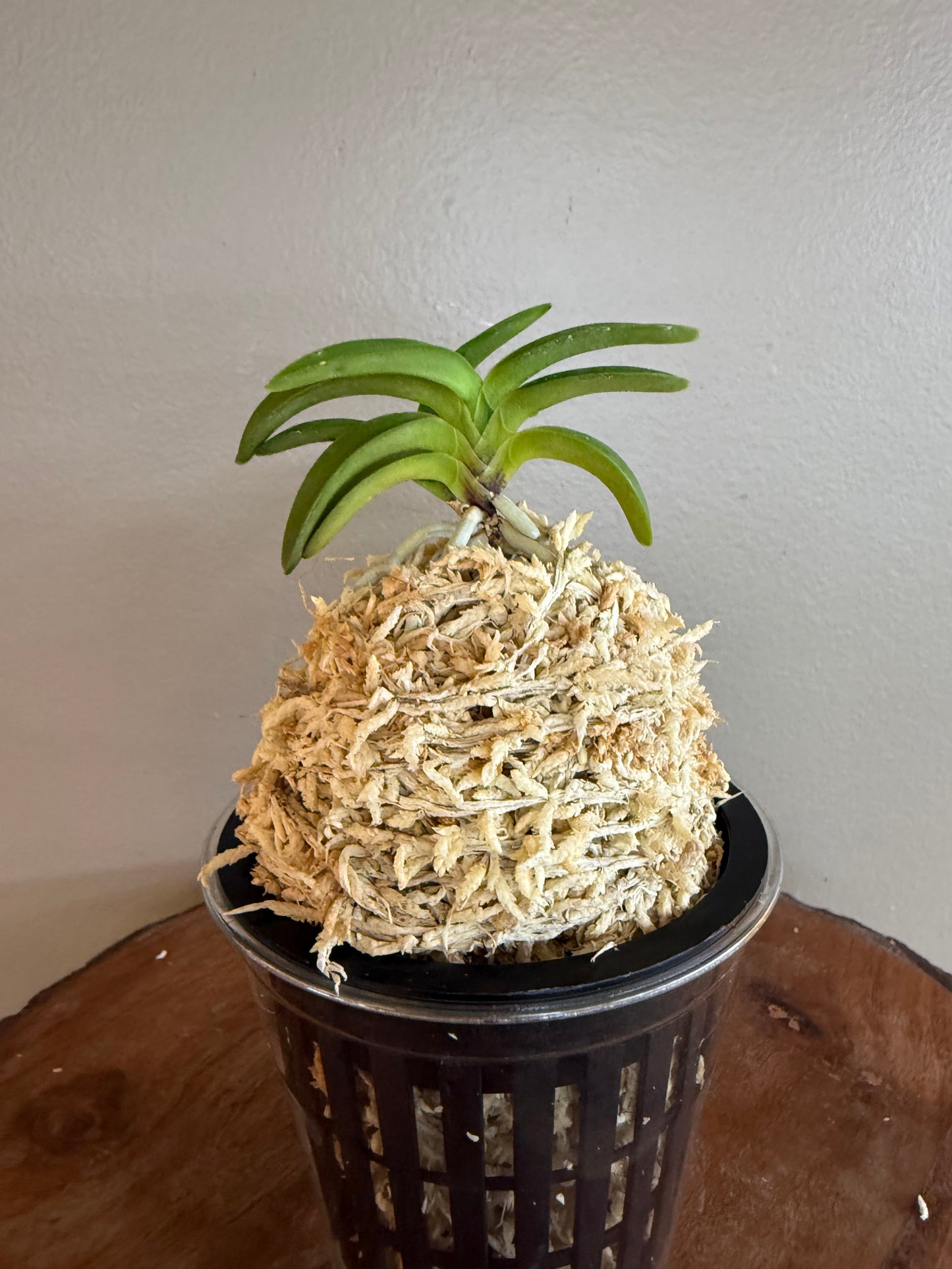 Neofinetia falcata Suikaden 翠華殿