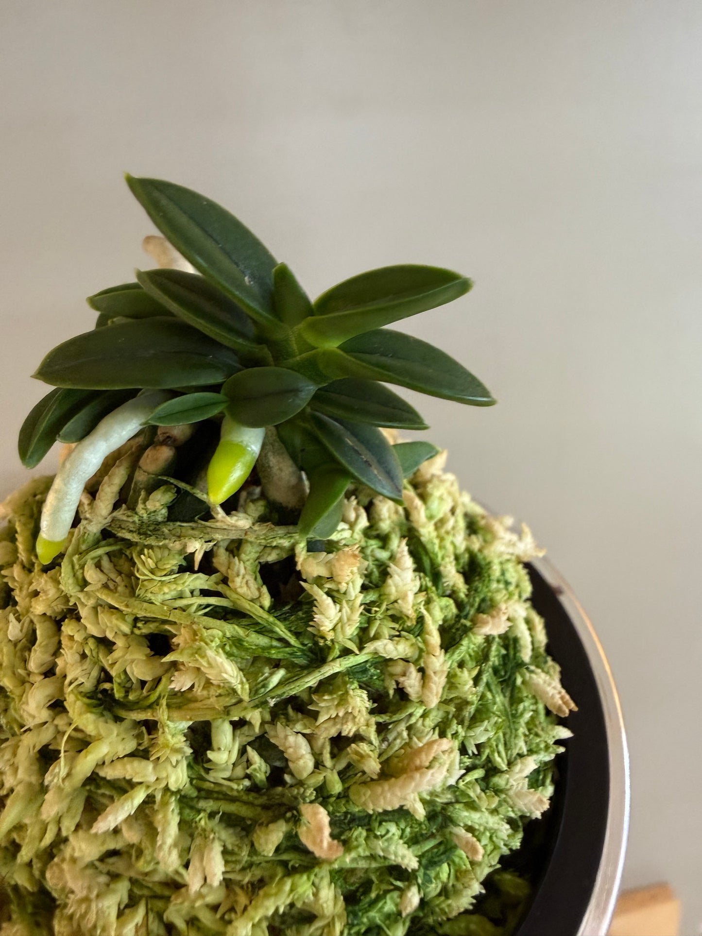 Neofinetia falcata Senzai 千載