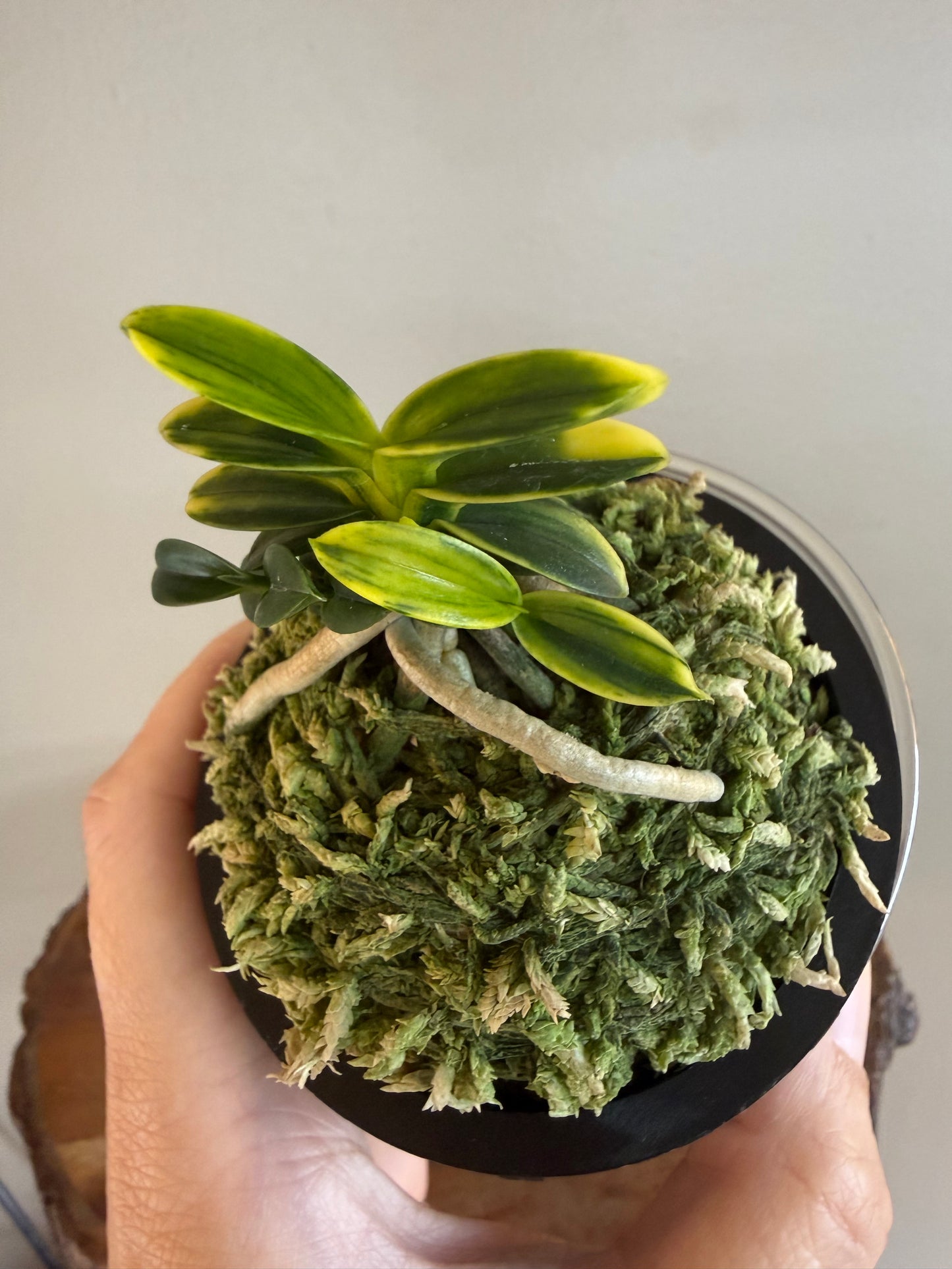 Neofinetia falcata Chwiwolho 翠月湖