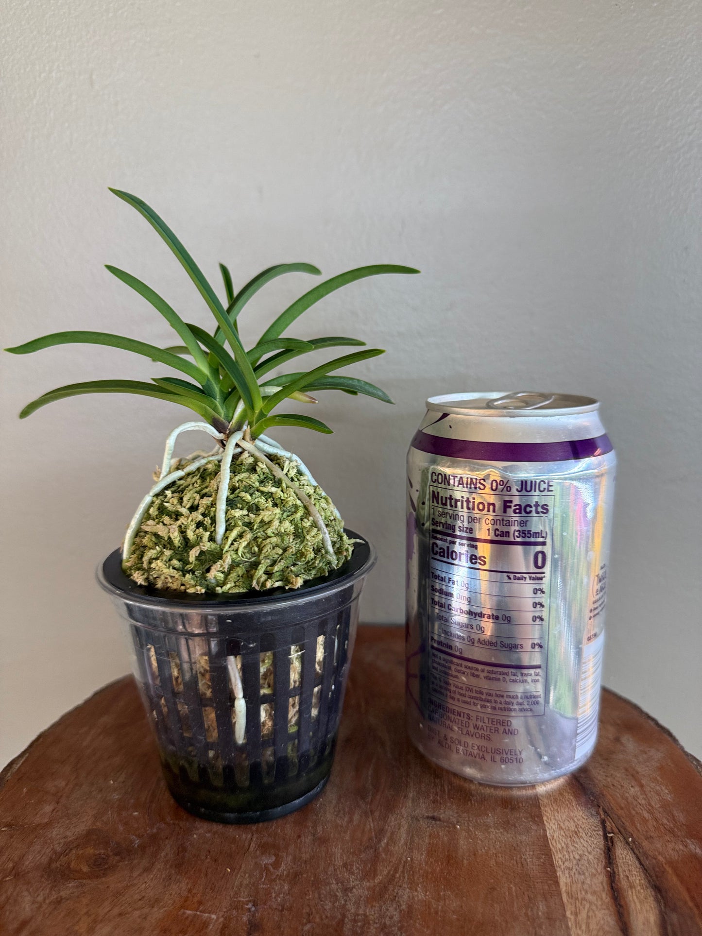Neofinetia falcata Honggang 紅綱
