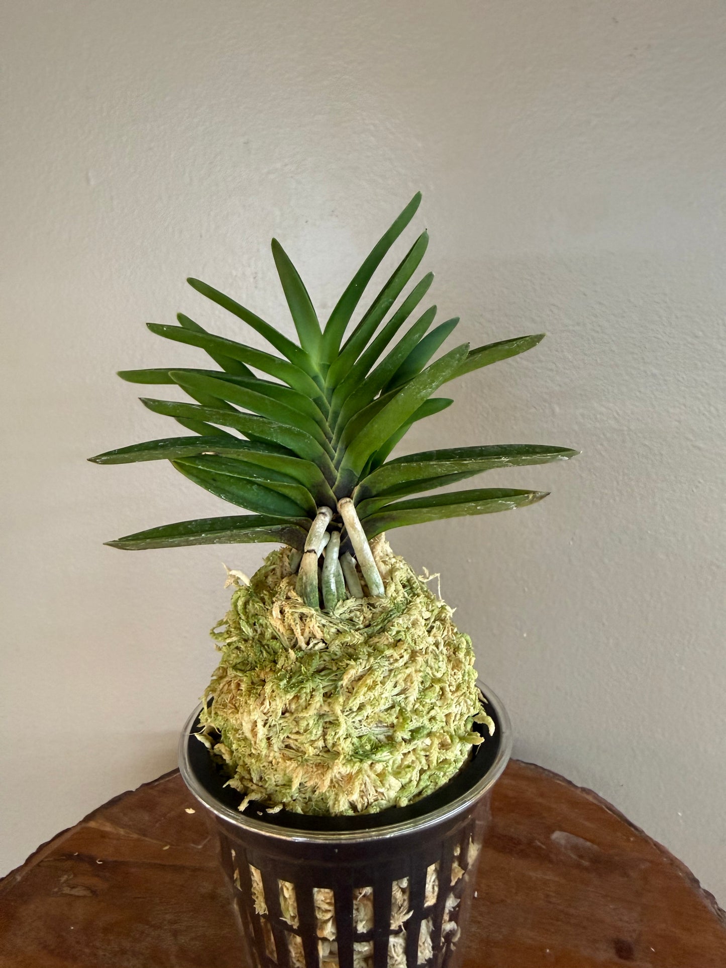 Neofinetia falcata Wonhyo 元曉
