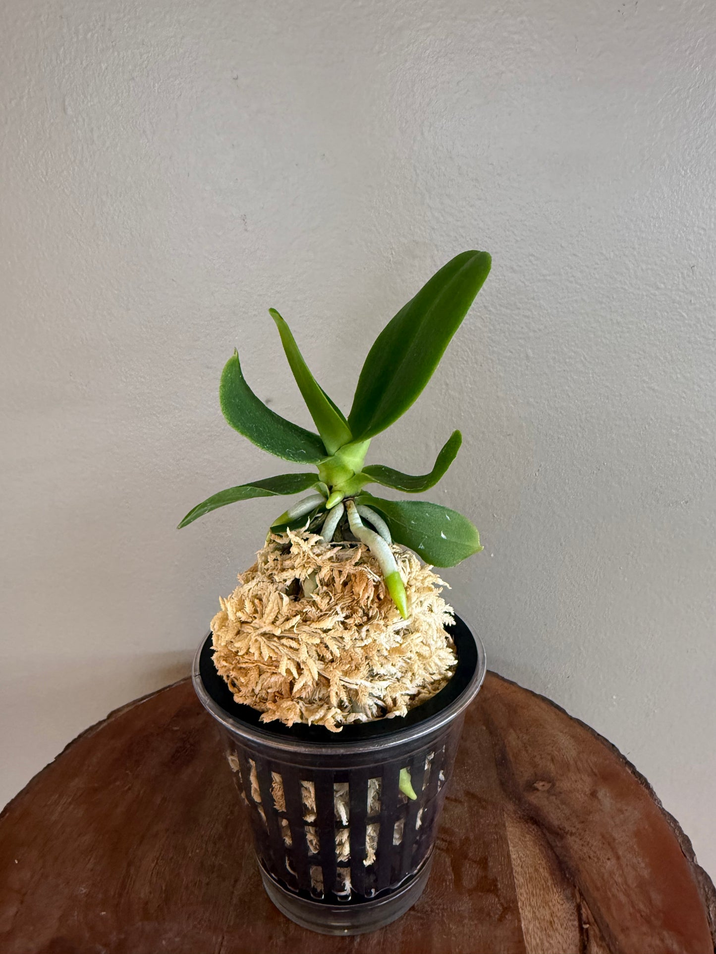 Sedirea japonica NAGORAN 名護蘭