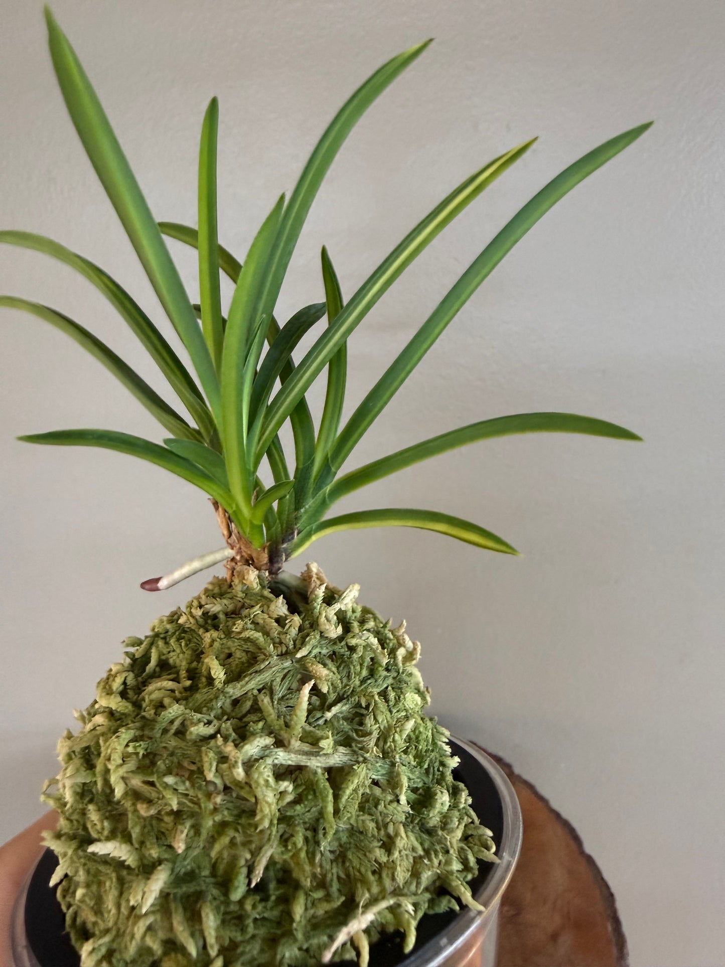 Neofinetia falcata Asahiden 朝日殿