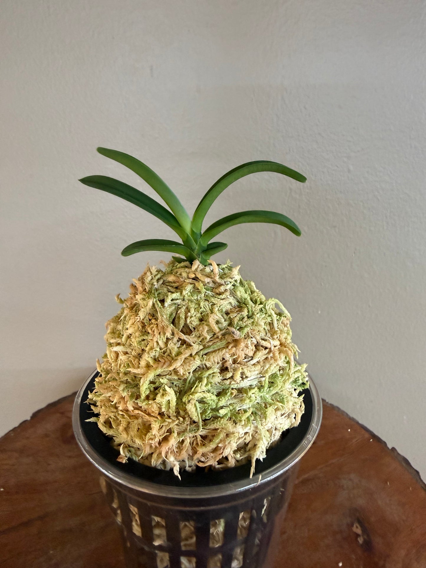 Neofinetia falcata Wonhong 元紅