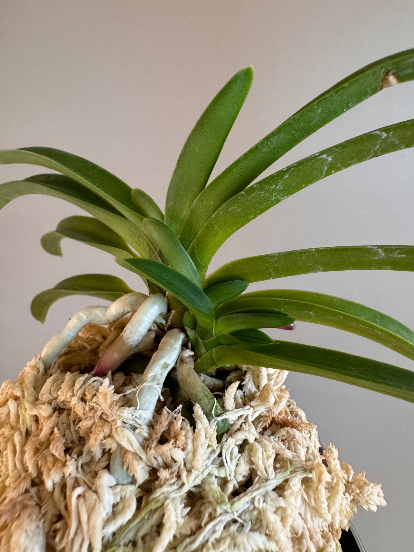 Neofinetia falcata Wonhong 元紅