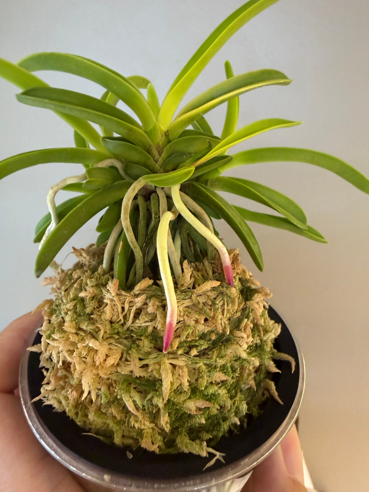 Neofinetia falcata Seoho 瑞虎