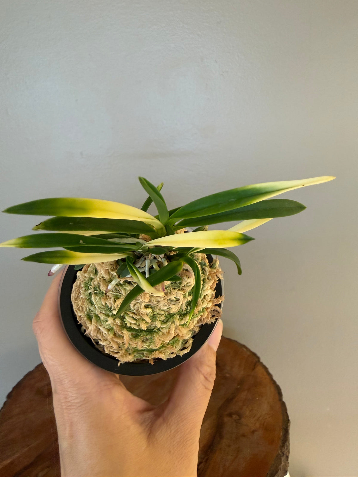 Neofinetia falcata Hokage 火影