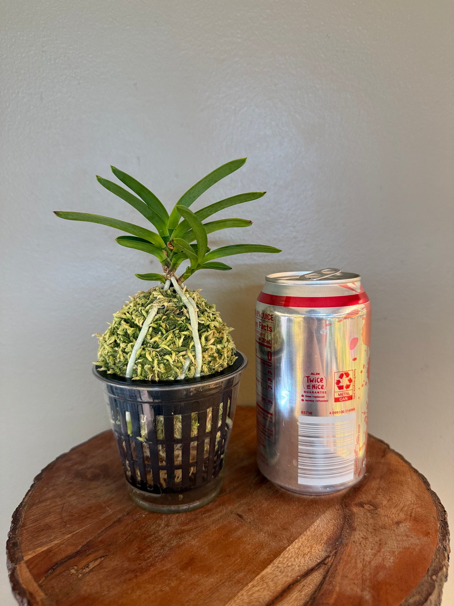 Neofinetia falcata Hongsojeong 紅㗛頂