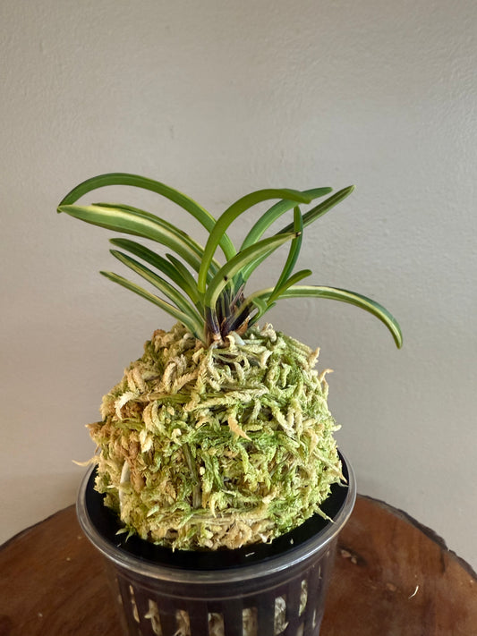 Neofinetia falcata Yaegoromo 八重衣