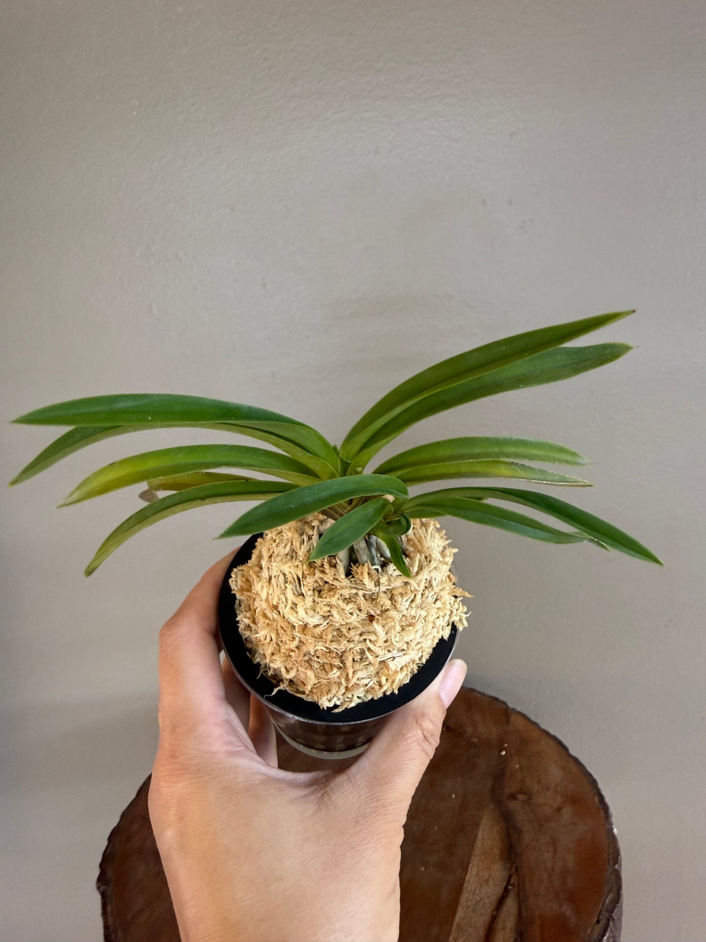 Neofinetia falcata Soubiryu 双尾龍