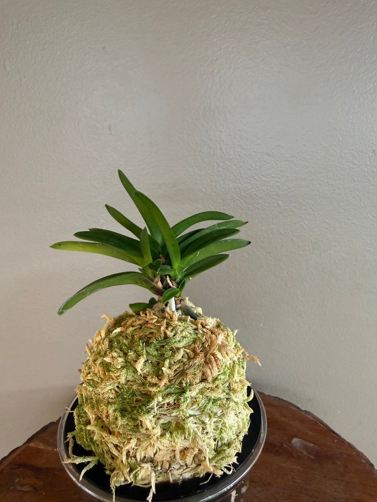 Neofinetia falcata Yodo no Matsu 淀の松