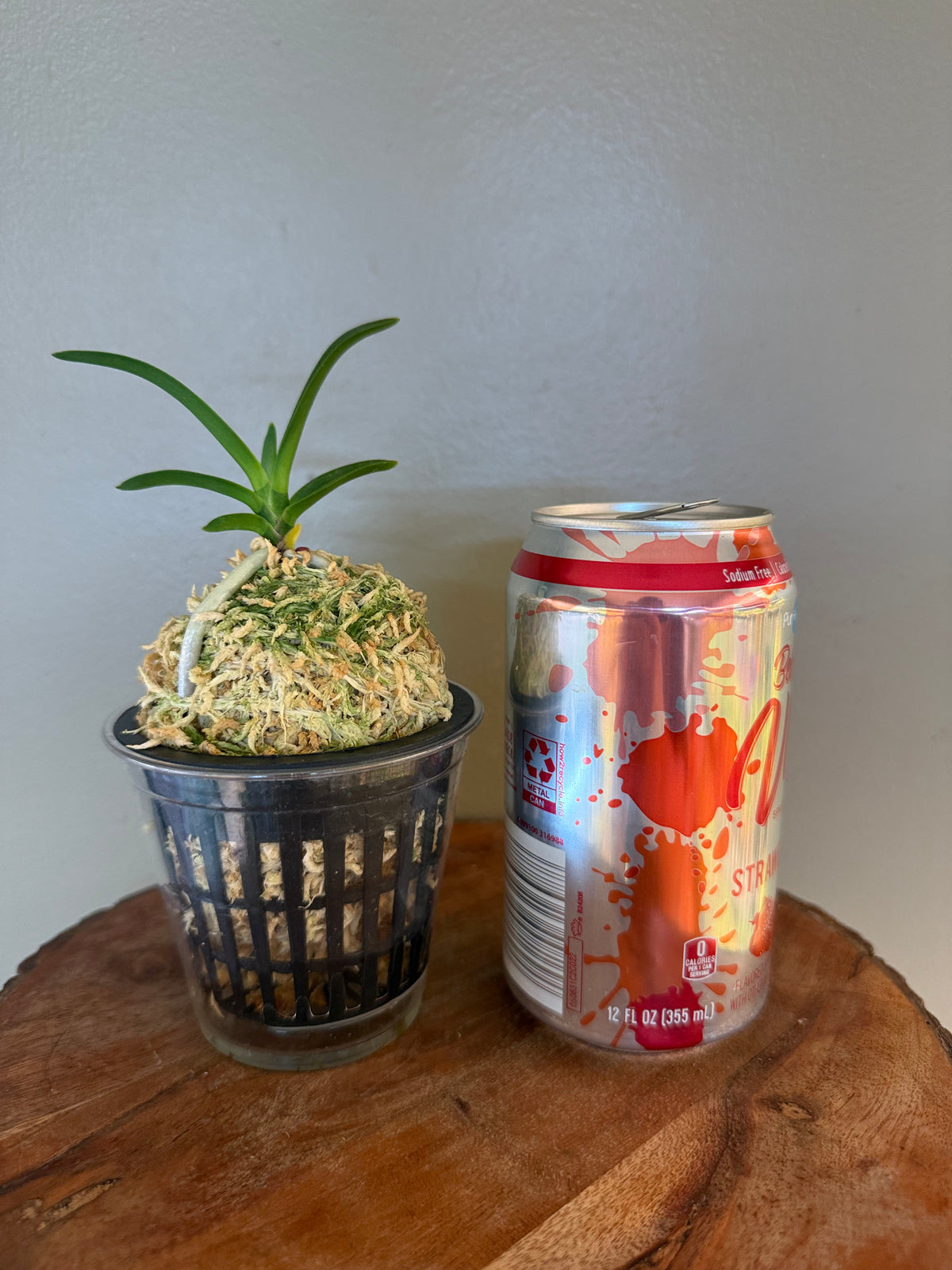 Neofinetia falcata Mangekyo 万華境