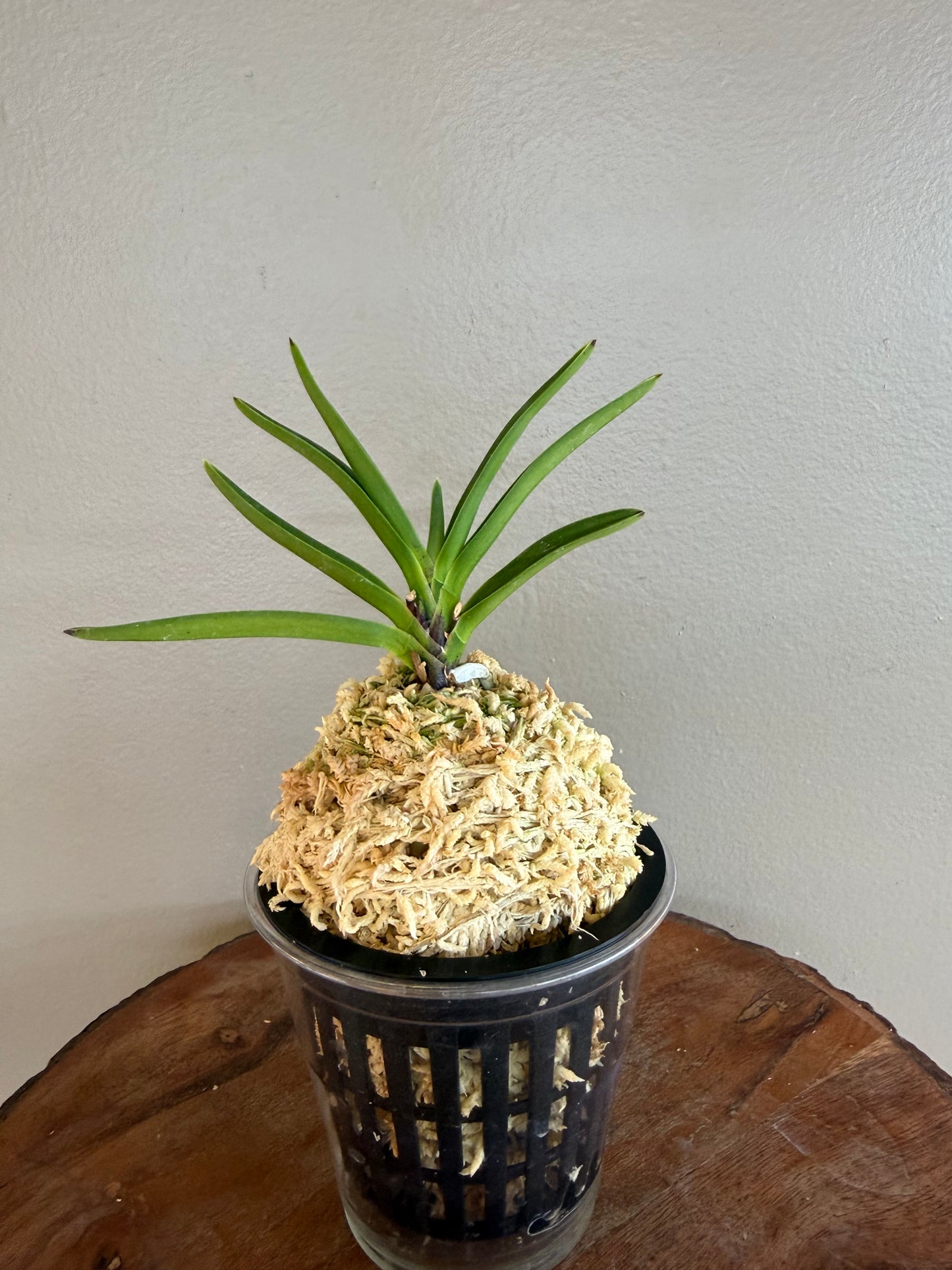 Neofinetia falcata Mangekyo 万華境
