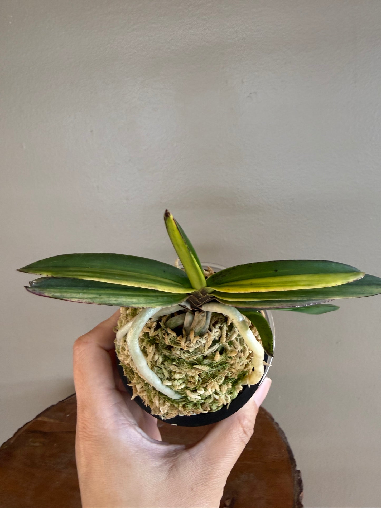 Neofinetia falcata Cheonjiyeon 天池淵