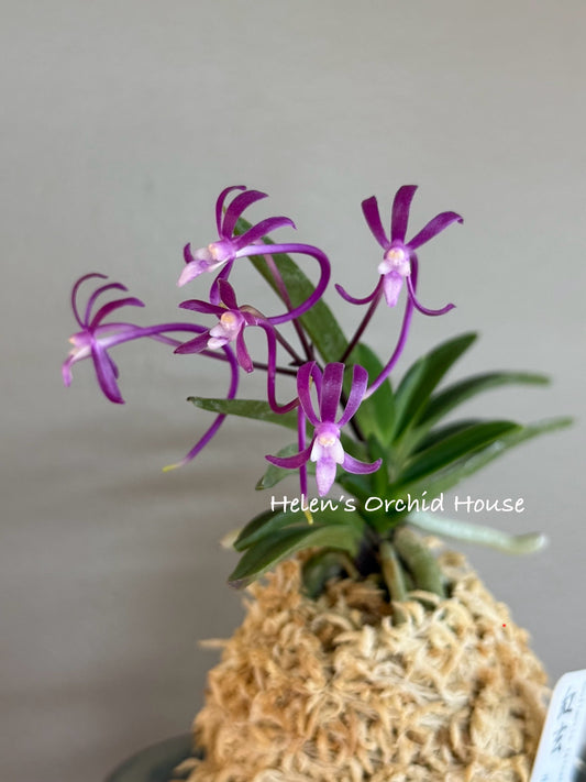 Neofinetia falcata Honghyeon 紅玄