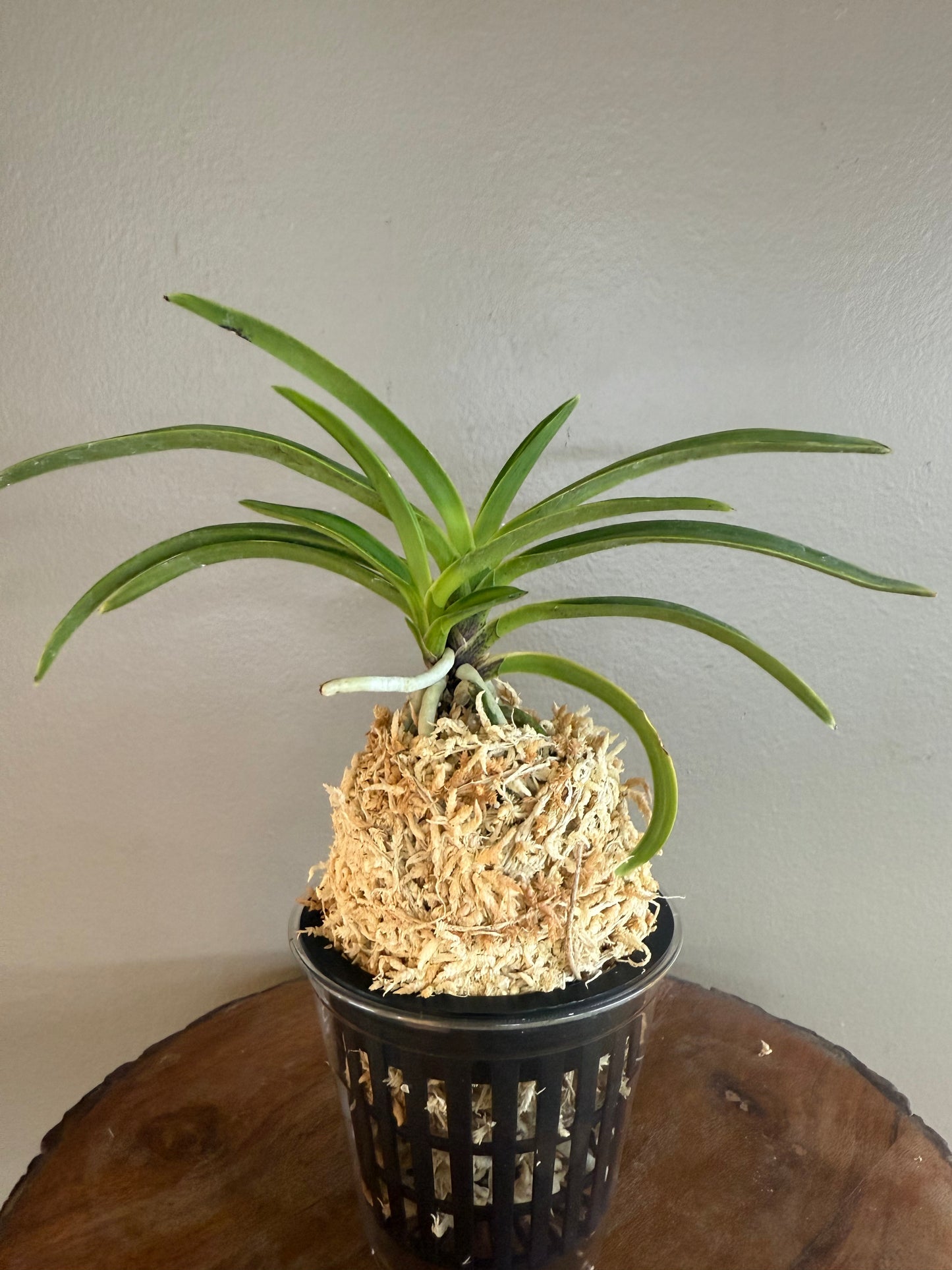 Neofinetia falcata Seoljungsong 雪中松