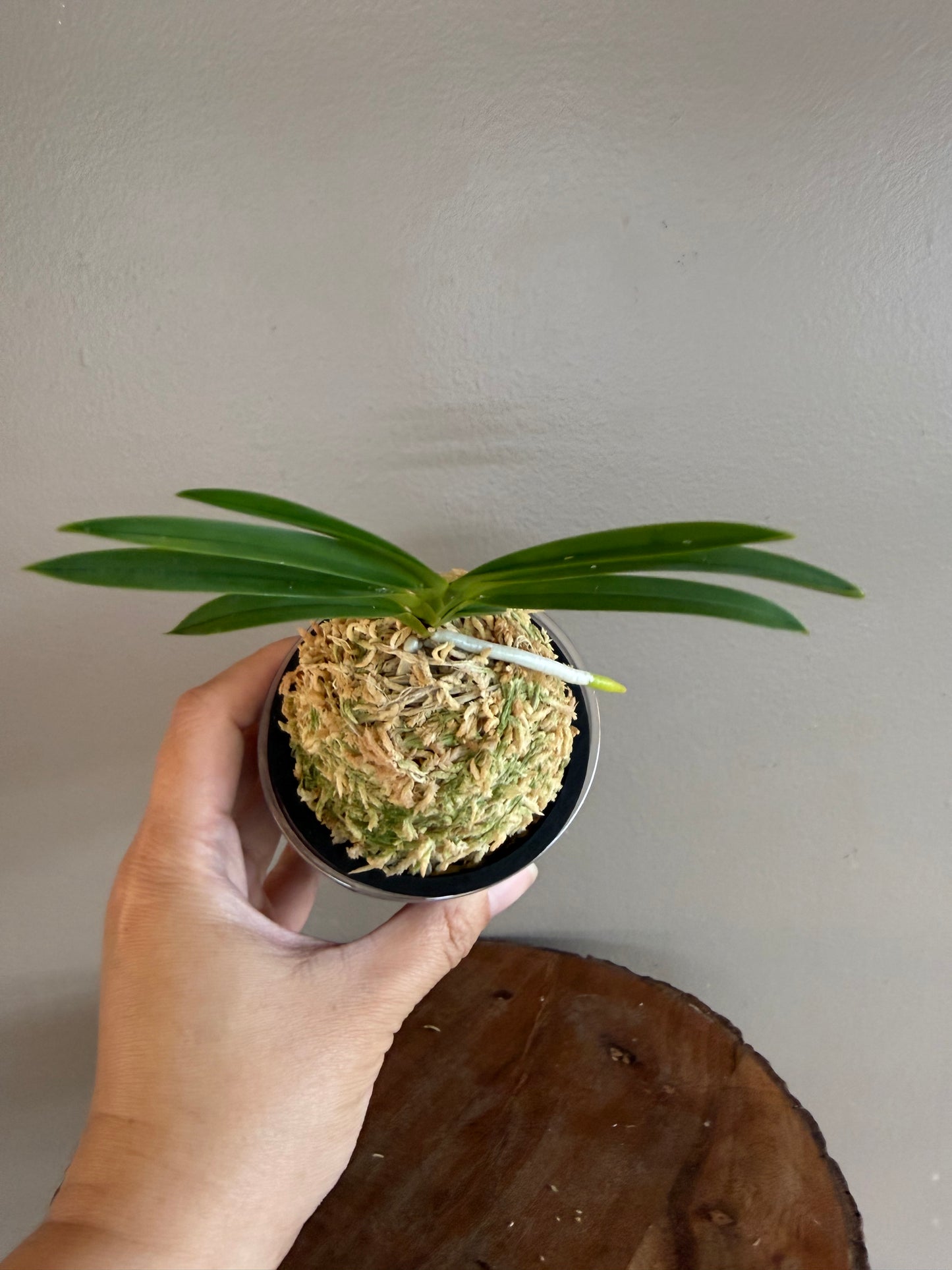 Neofinetia falcata Sansuiden 三翠殿/(jp )Midori senju 緑千壽