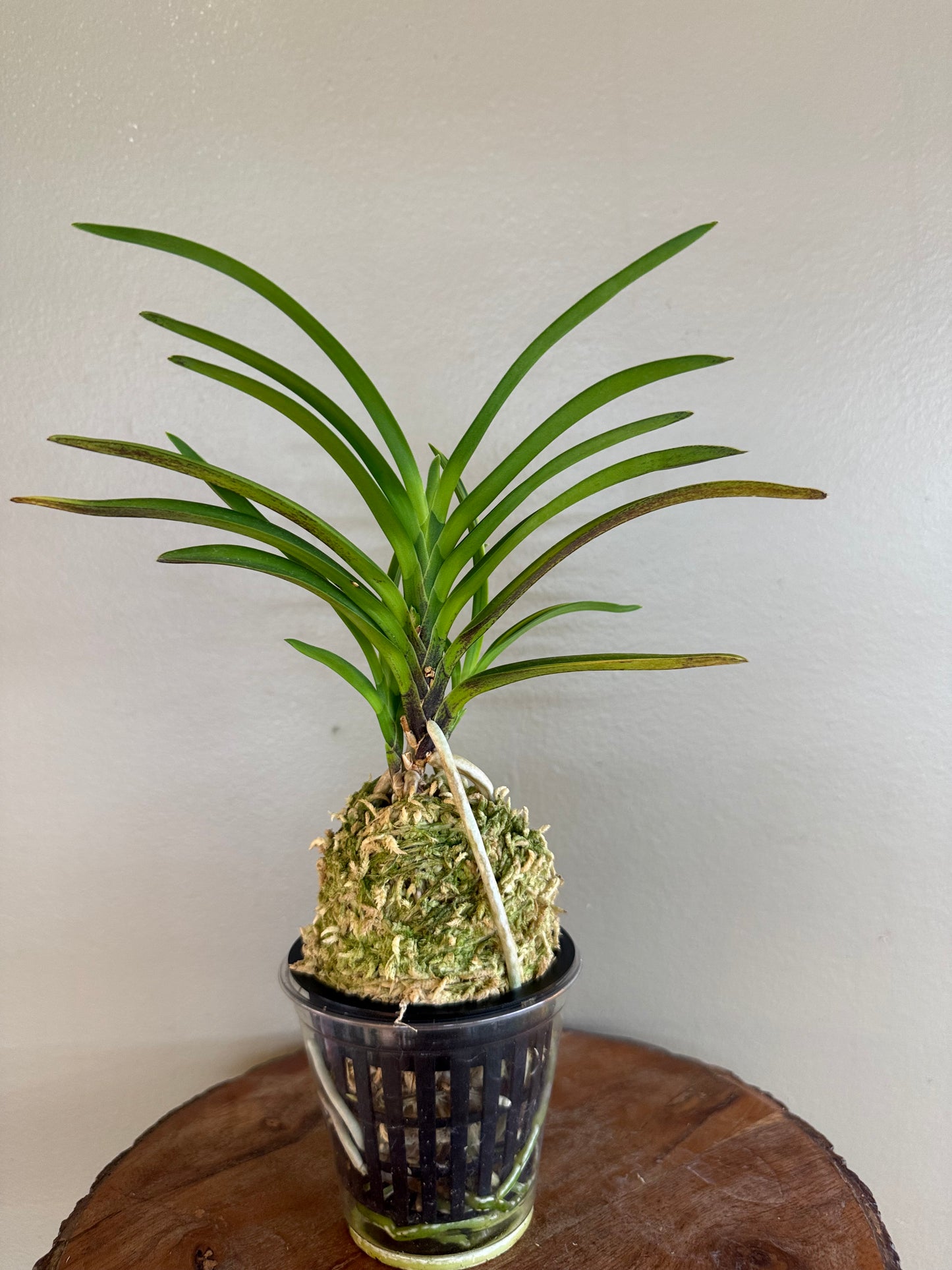Neofinetia falcata Seohwang 瑞煌