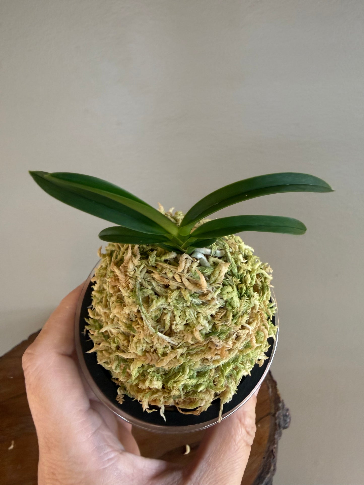 Neofinetia falcata Wonhong 元紅
