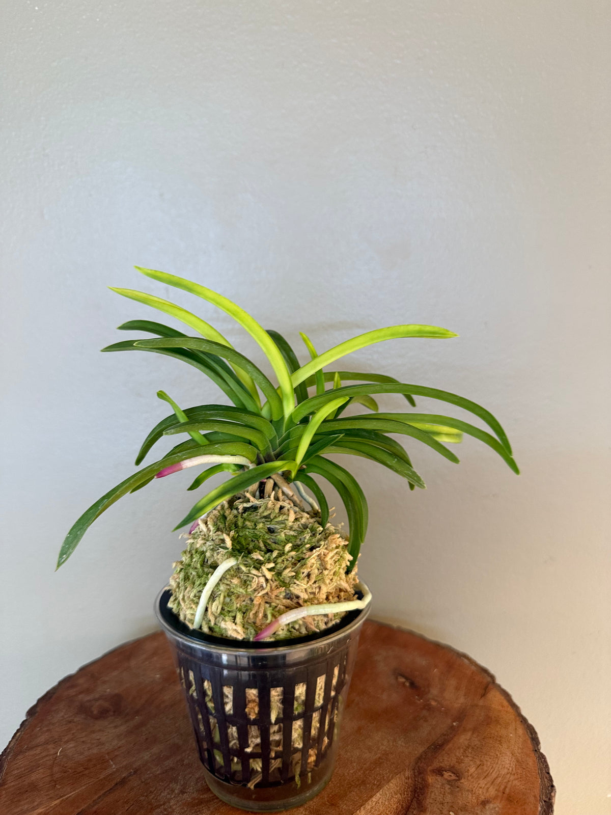 Neofinetia falcata Ooawaumi 大淡海(Ruby root)