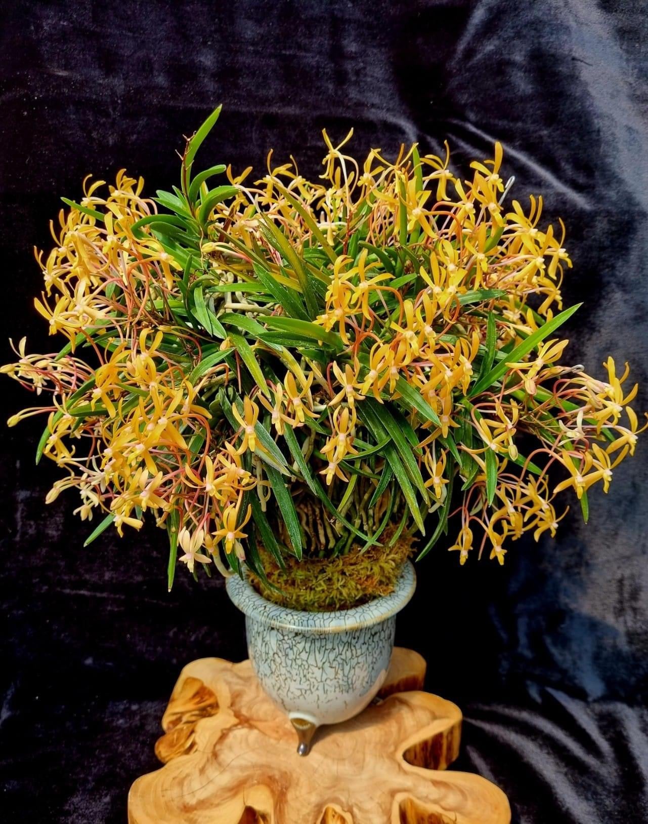 Neofinetia falcata 夕映 Yubae