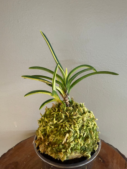 Neofinetia falcata Shinkoto 新湖東