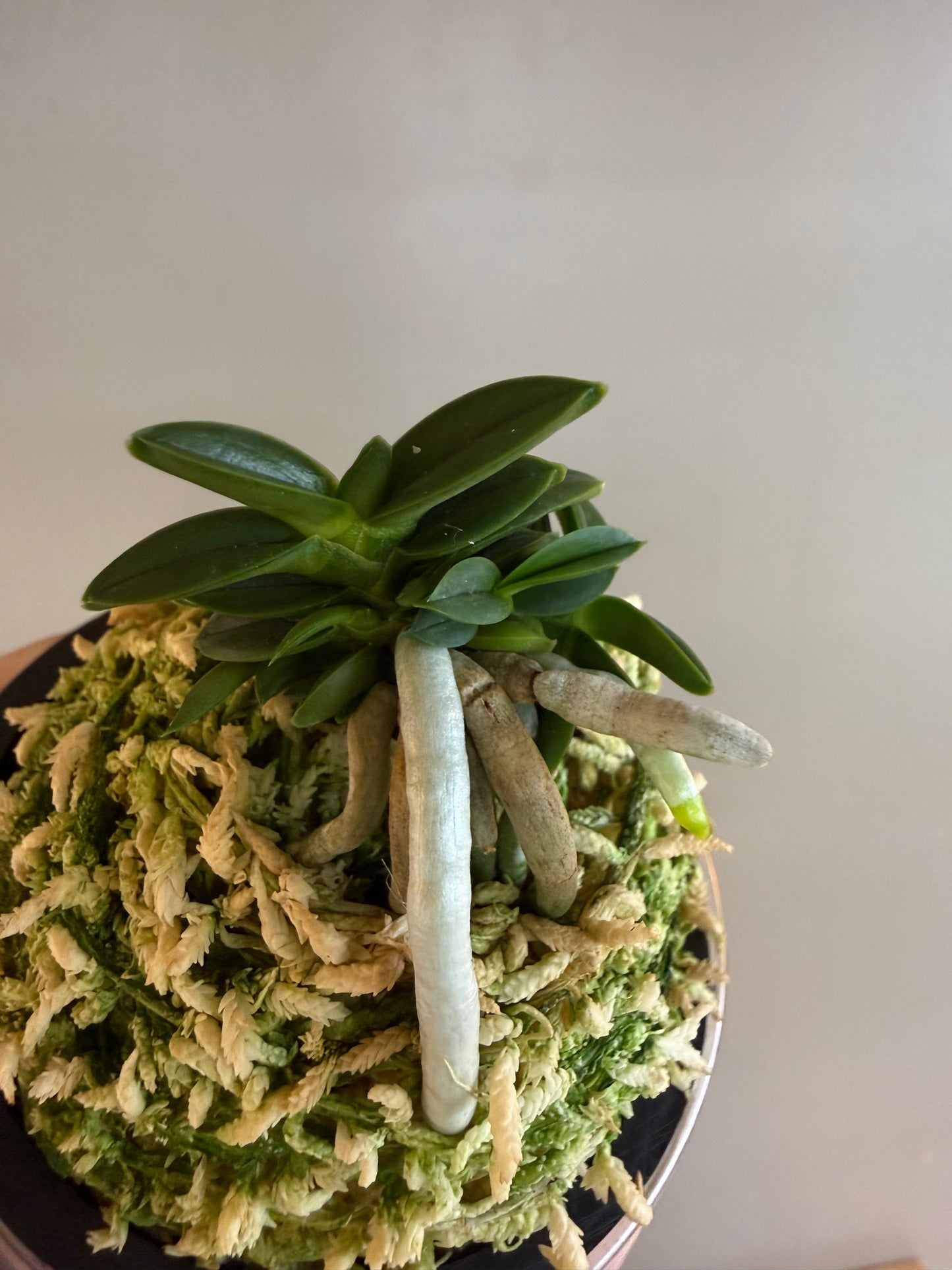 Neofinetia falcata Senzai 千載
