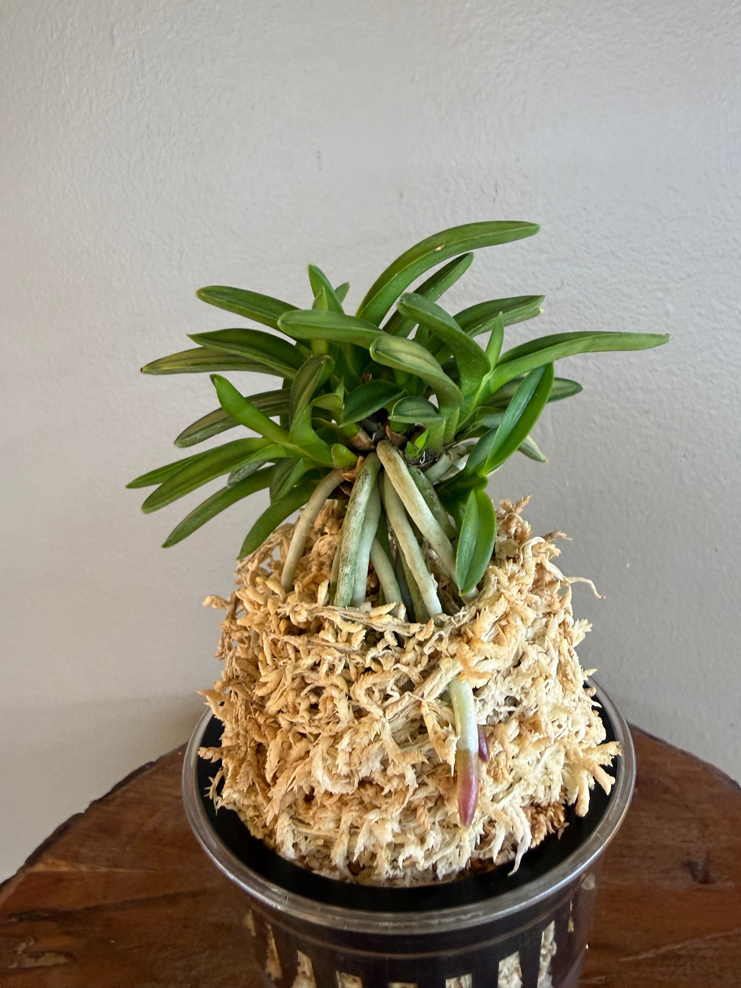 Neofinetia falcata Kinkujaku 金孔雀