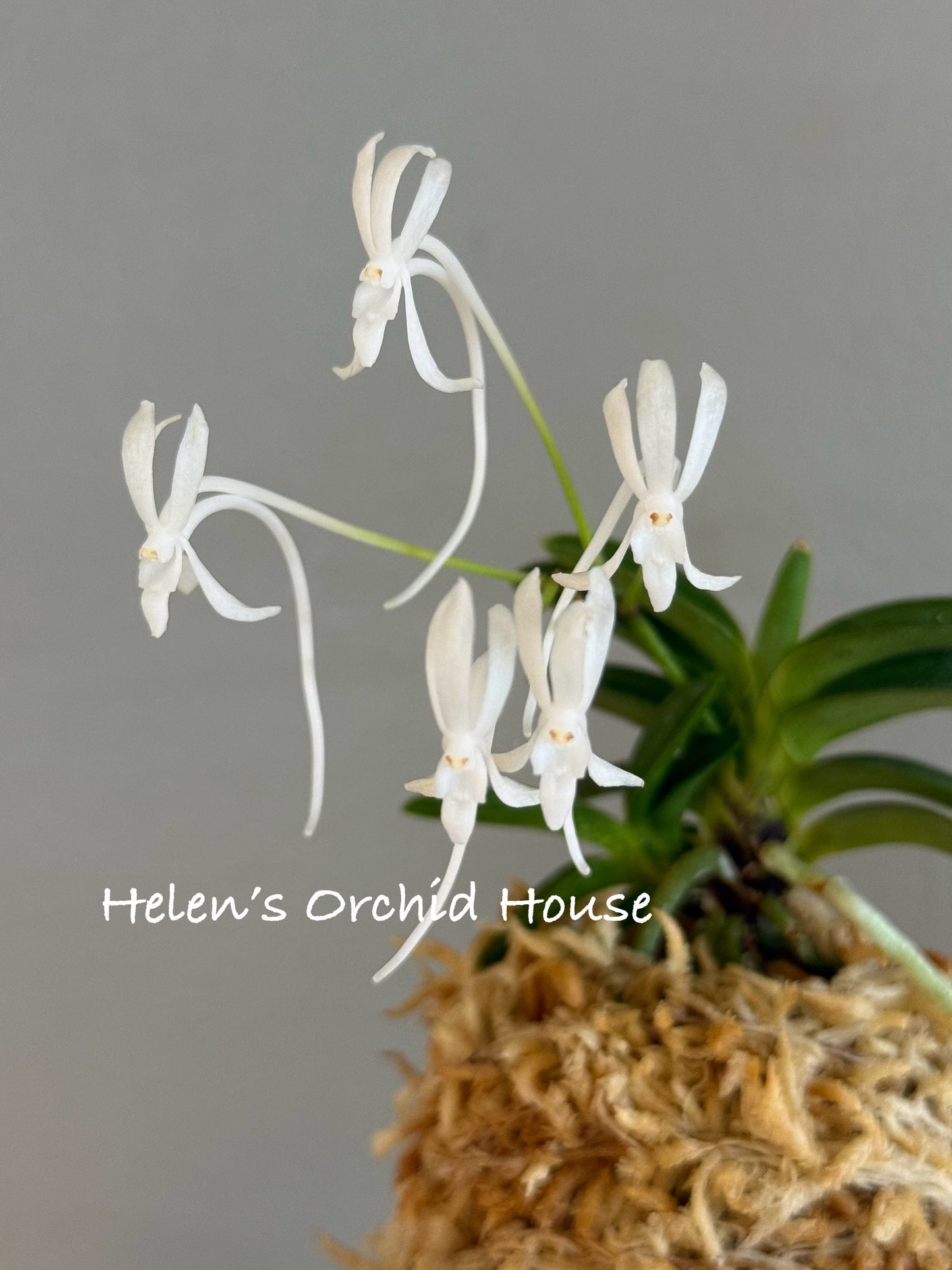 Neofinetia falcata Tsushima Ryokuho 對馬綠寶