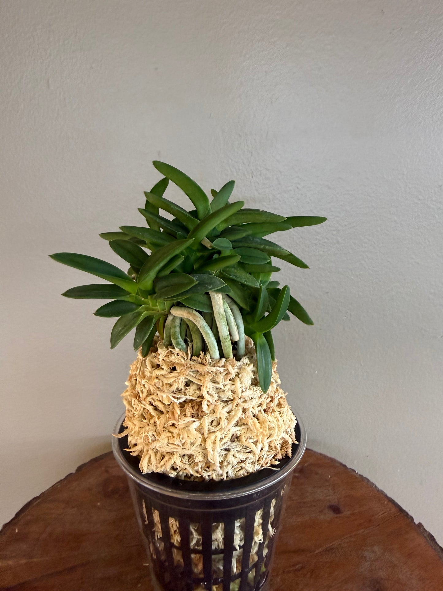 Neofinetia falcata Pungwolsan 豊月山