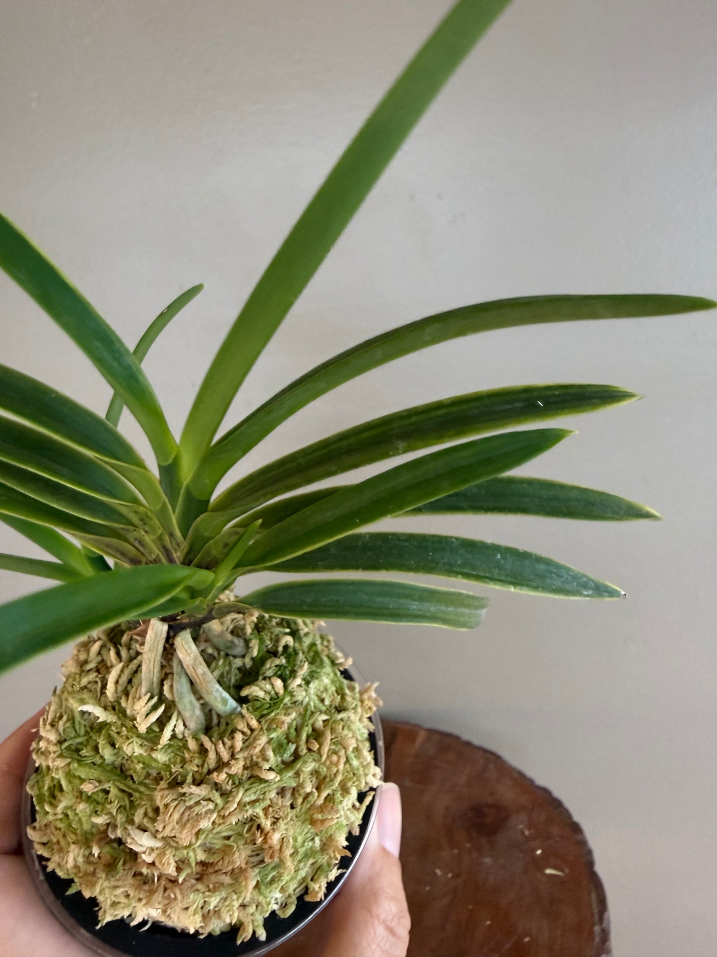 Neofinetia falcata Gahouden 雅宝殿