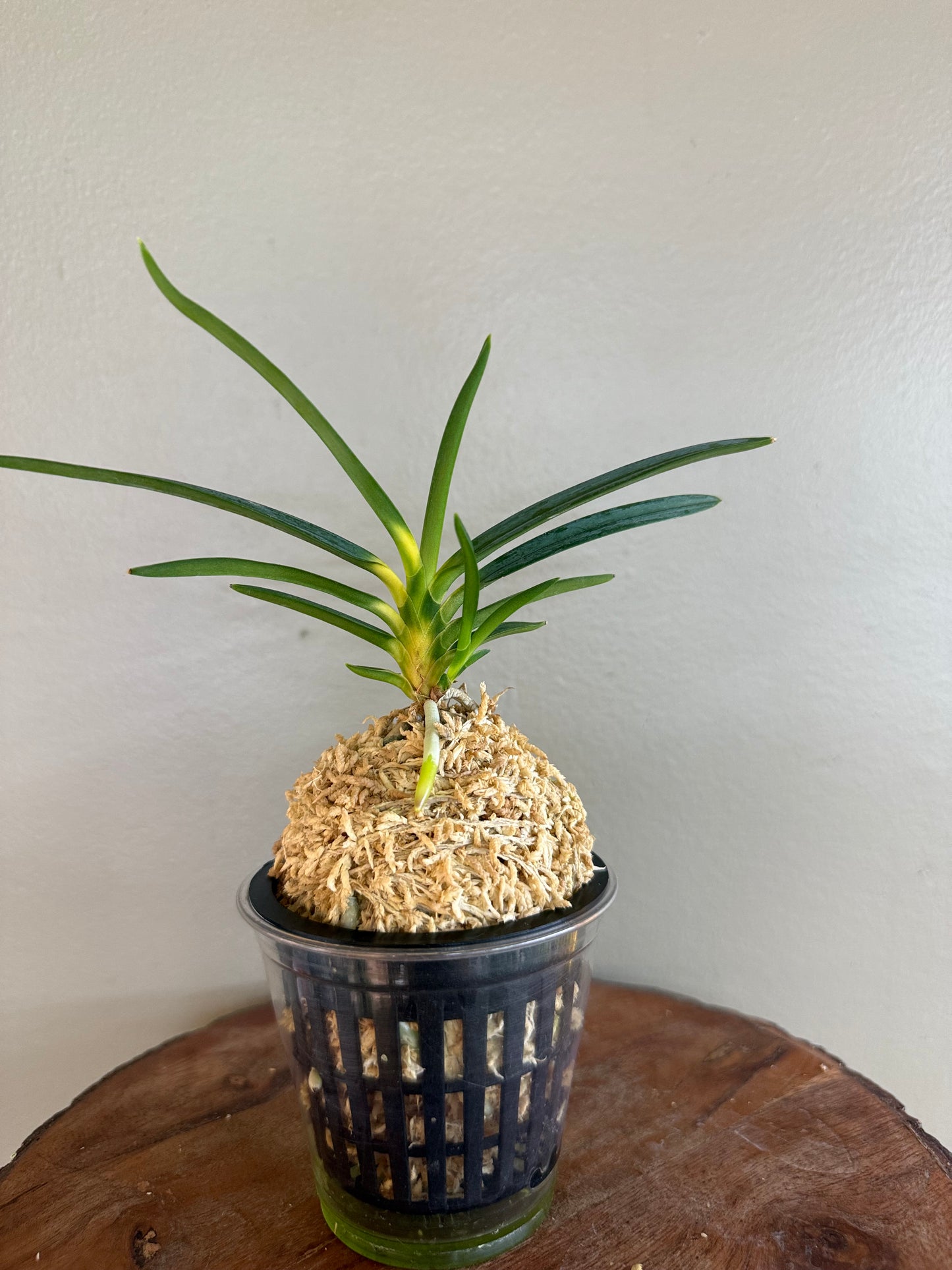 Neofinetia falcata Shinkiro 蜃気楼