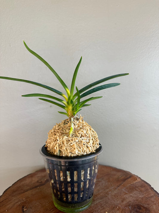 Neofinetia falcata Shinkiro 蜃気楼
