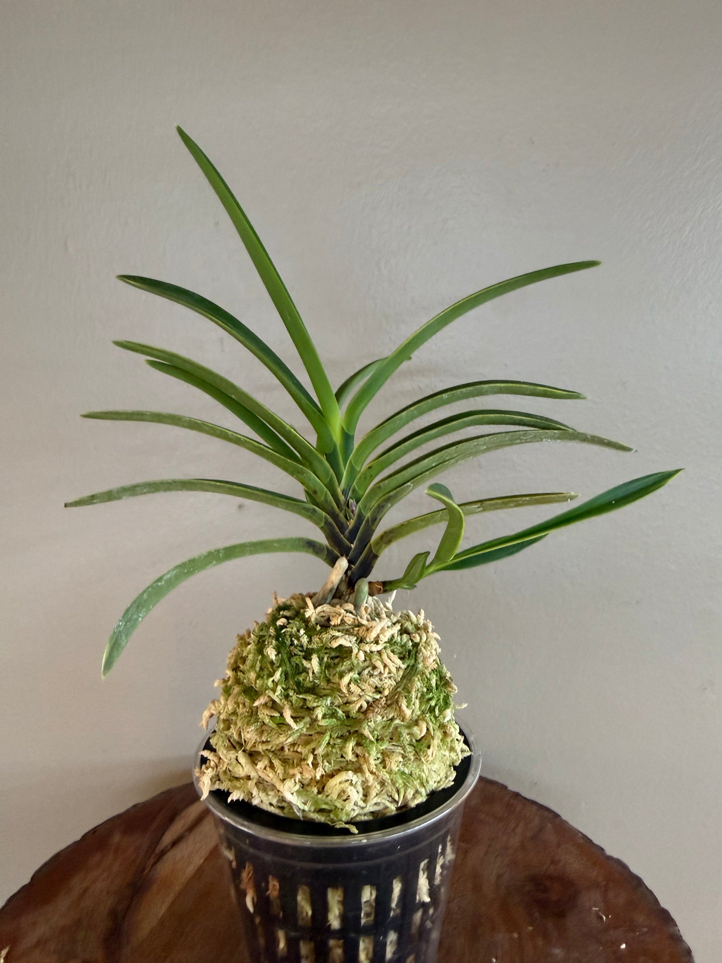 Neofinetia falcata Gahouden 雅宝殿