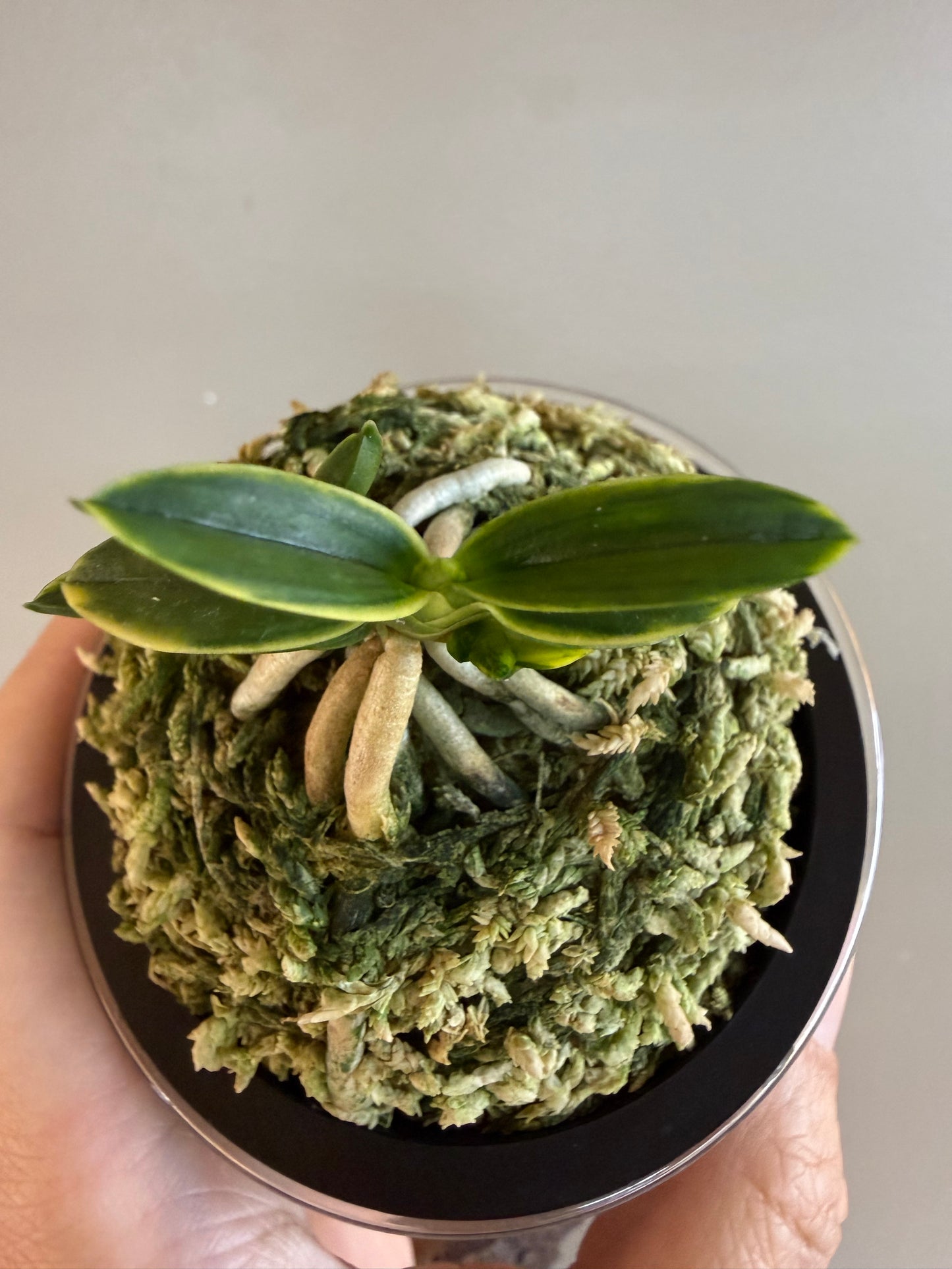 Neofinetia falcata Chwiwolho 翠月湖