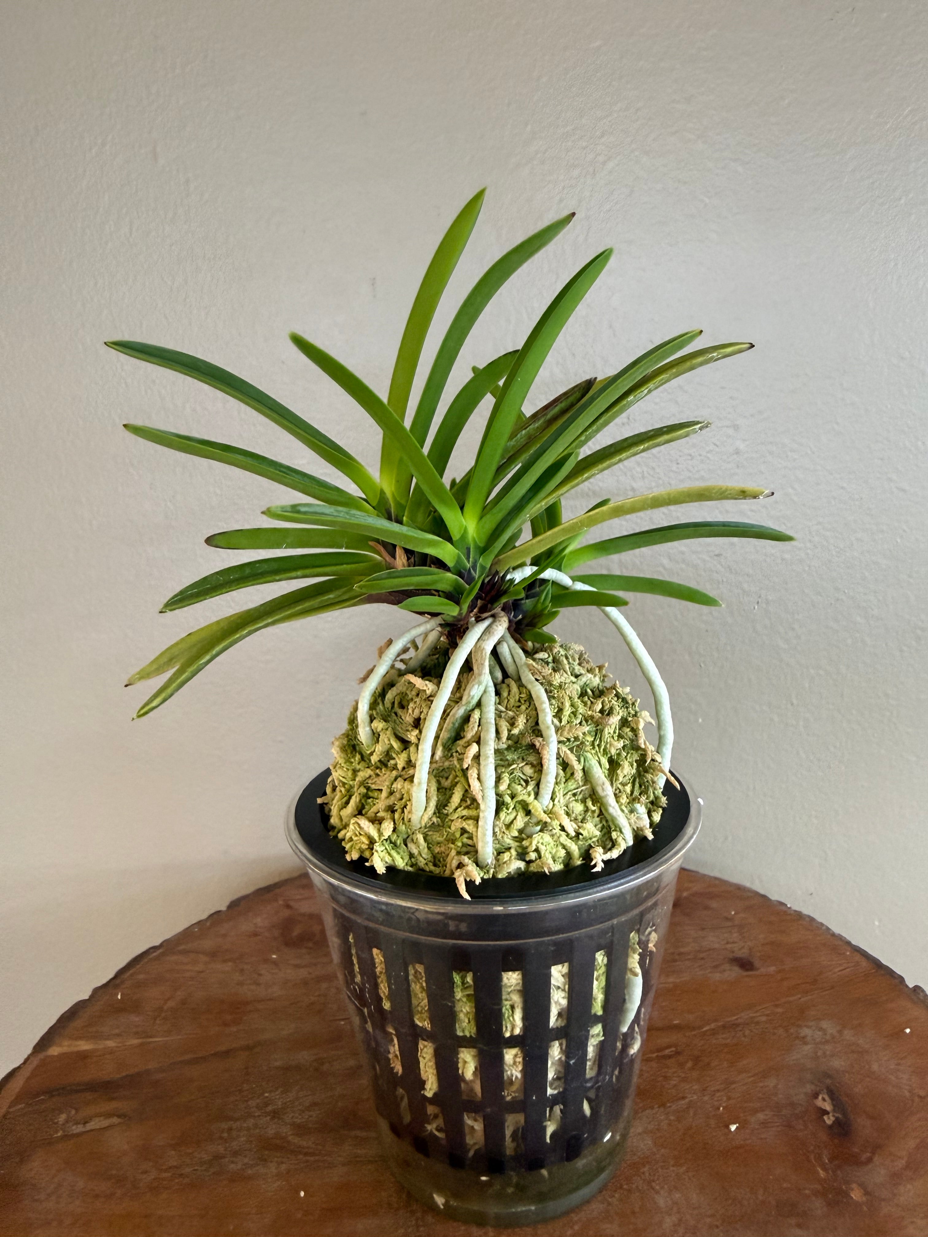 Neofinetia falcata Hanakanzashi 花簪 – Helen's Orchid House