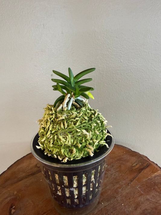 Neofinetia falcata Chwiwol 翠月