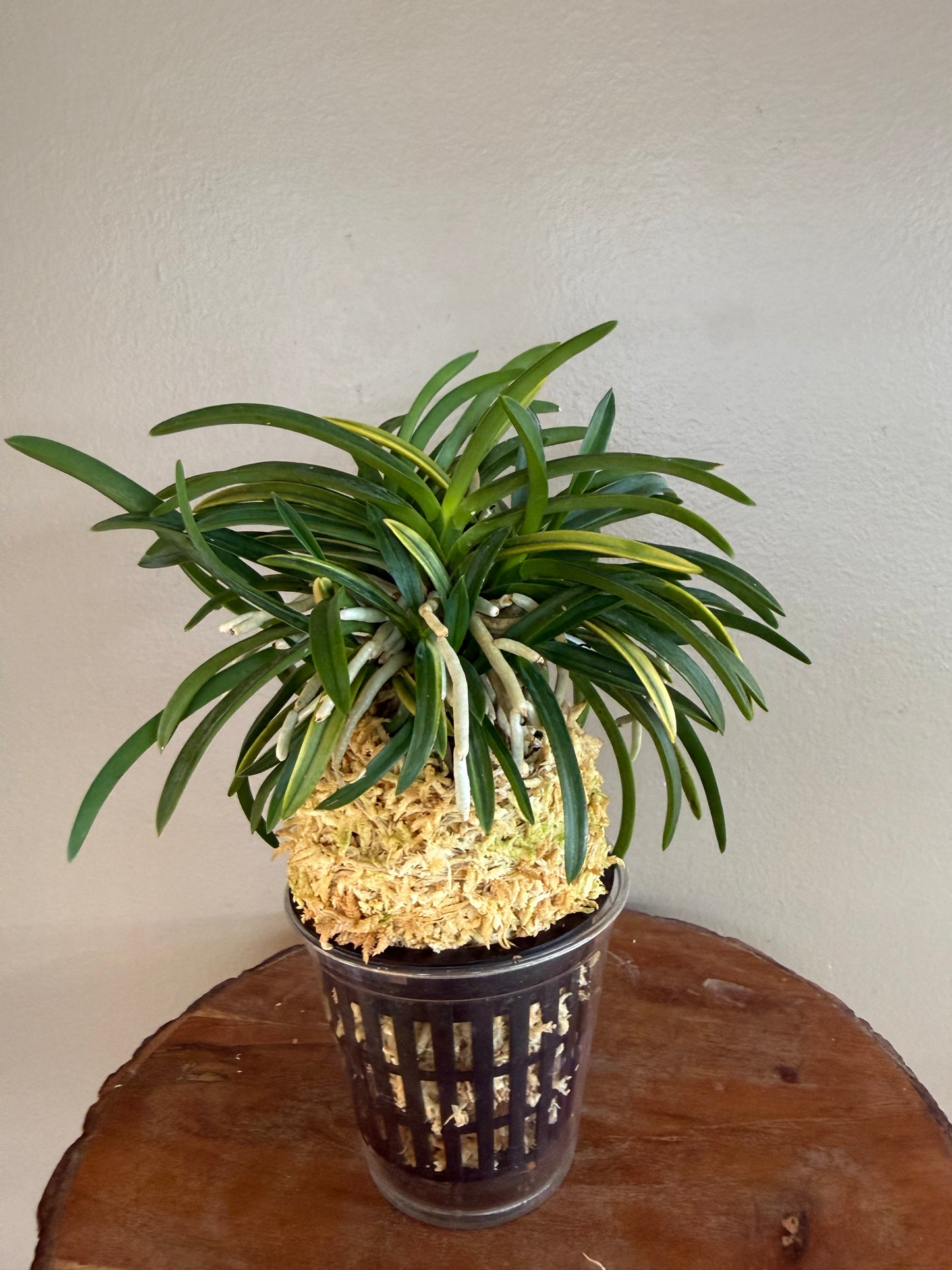 Neofinetia falcata Yaegoromo 八重衣