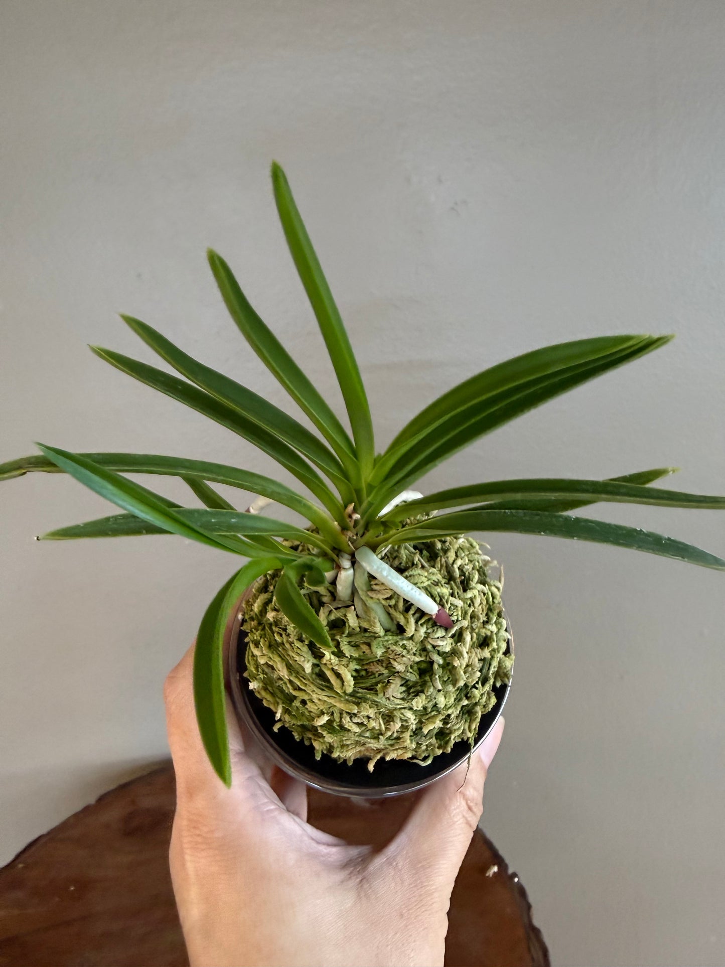 Neofinetia falcata Gongju 公主